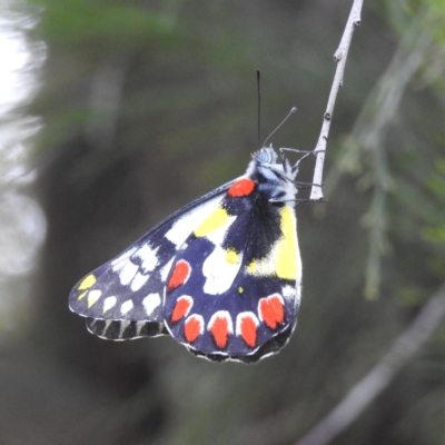 Delias aganippe (Spotted Jezebel) at Lions Youth Haven - Westwood Farm - 8 Mar 2024 by HelenCross