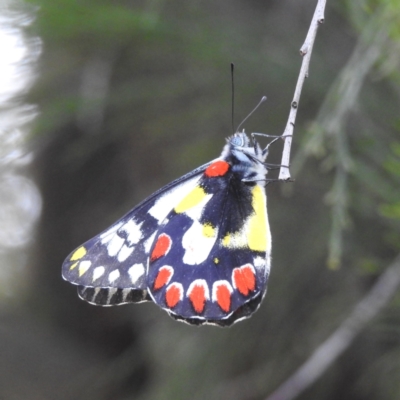 Delias aganippe (Spotted Jezebel) at Lions Youth Haven - Westwood Farm A.C.T. - 8 Mar 2024 by HelenCross