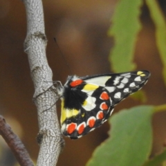 Delias aganippe at Lions Youth Haven - Westwood Farm - 8 Mar 2024