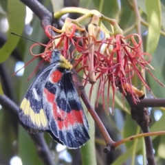 Delias harpalyce (Imperial Jezebel) at Lions Youth Haven - Westwood Farm - 8 Mar 2024 by HelenCross