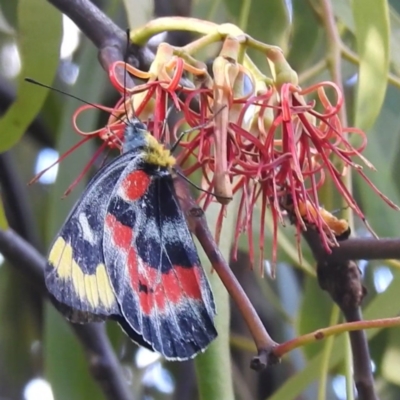 Delias harpalyce (Imperial Jezebel) at Lions Youth Haven - Westwood Farm - 8 Mar 2024 by HelenCross