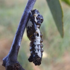 Delias aganippe (Spotted Jezebel) at Lions Youth Haven - Westwood Farm - 8 Mar 2024 by HelenCross