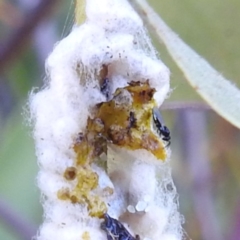 Braconidae (family) (Unidentified braconid wasp) at Lions Youth Haven - Westwood Farm - 8 Mar 2024 by HelenCross