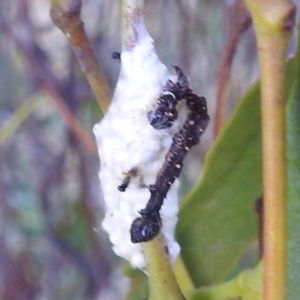 Braconidae (family) at Lions Youth Haven - Westwood Farm A.C.T. - 8 Mar 2024 06:07 PM