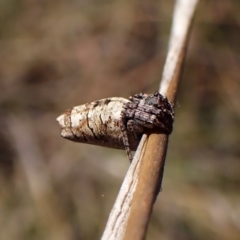 Acroaspis sp. (genus) (Twig Spider) at Mount Painter - 6 Mar 2024 by CathB