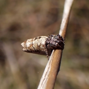 Acroaspis sp. (genus) at Mount Painter - 7 Mar 2024