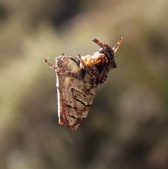 Acroaspis sp. (genus) at Mount Painter - 7 Mar 2024