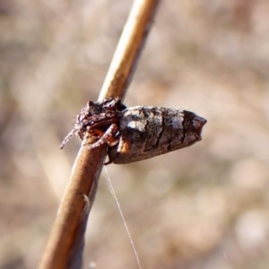 Acroaspis sp. (genus) at Mount Painter - 7 Mar 2024