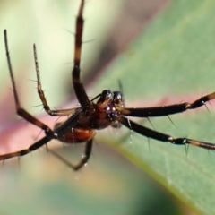 Unverified Spider at Mount Painter - 7 Mar 2024 by CathB