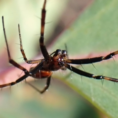 Unidentified Spider (Araneae) at Mount Painter - 6 Mar 2024 by CathB