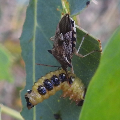 Oechalia schellenbergii (Spined Predatory Shield Bug) at Lions Youth Haven - Westwood Farm - 8 Mar 2024 by HelenCross