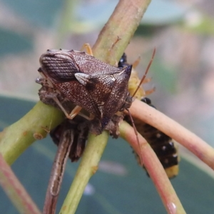 Oechalia schellenbergii at Lions Youth Haven - Westwood Farm A.C.T. - 8 Mar 2024