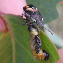 Oechalia schellenbergii (Spined Predatory Shield Bug) at Lions Youth Haven - Westwood Farm A.C.T. - 8 Mar 2024 by HelenCross