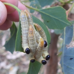 Perginae sp. (subfamily) (Unidentified pergine sawfly) at Lions Youth Haven - Westwood Farm A.C.T. - 8 Mar 2024 by HelenCross