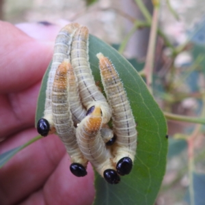 Perginae sp. (subfamily) at Lions Youth Haven - Westwood Farm A.C.T. - 8 Mar 2024