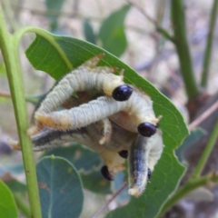 Perginae sp. (subfamily) at Lions Youth Haven - Westwood Farm A.C.T. - 8 Mar 2024