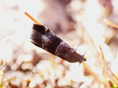 Lasiosticha canilinea (A Pyralid moth) at Mount Painter - 6 Mar 2024 by CathB