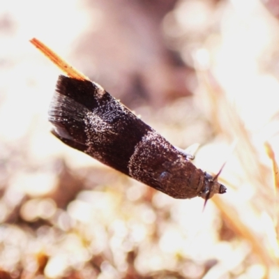 Lasiosticha canilinea (A Pyralid moth) at Mount Painter - 6 Mar 2024 by CathB