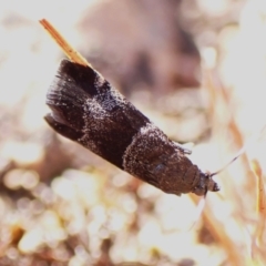 Lasiosticha canilinea at Mount Painter - 7 Mar 2024