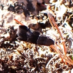 Lasiosticha canilinea at Mount Painter - 7 Mar 2024