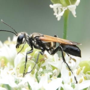 Sphecinae sp. (subfamily) at Hall, ACT - 8 Mar 2024