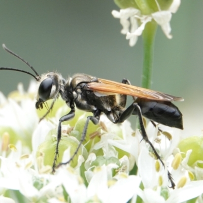 Sphecinae sp. (subfamily) (Unidentified Sand or Digger wasp) at Hall, ACT - 7 Mar 2024 by Anna123