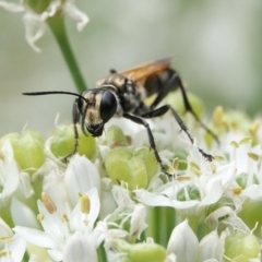 Sphecinae sp. (subfamily) at Hall, ACT - 8 Mar 2024