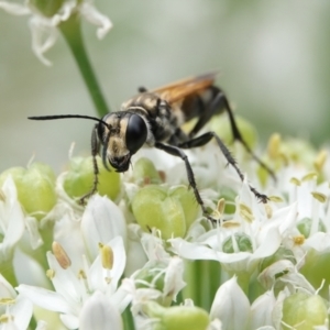 Sphecinae sp. (subfamily) at Hall, ACT - 8 Mar 2024