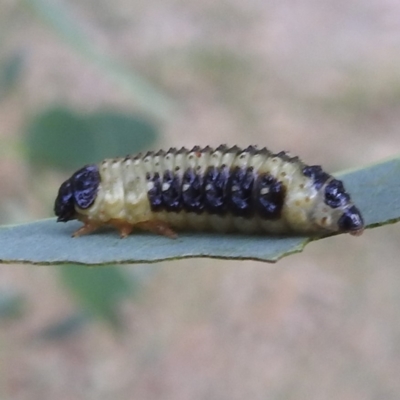 Paropsis atomaria (Eucalyptus leaf beetle) at Lions Youth Haven - Westwood Farm - 8 Mar 2024 by HelenCross