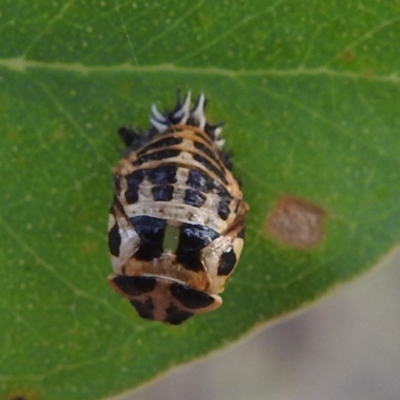 Harmonia conformis (Common Spotted Ladybird) at Lions Youth Haven - Westwood Farm - 8 Mar 2024 by HelenCross