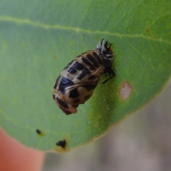 Harmonia conformis at Lions Youth Haven - Westwood Farm A.C.T. - 8 Mar 2024