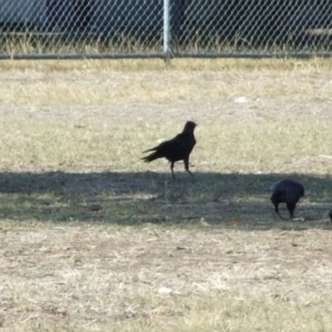 Corvus mellori at Fawkner, VIC - 1 Mar 2007 04:46 PM