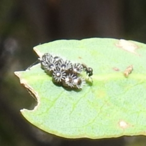 Asopinae sp. (Subfamily) at Lions Youth Haven - Westwood Farm A.C.T. - 8 Mar 2024