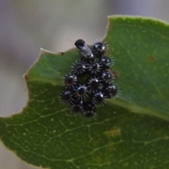 Asopinae sp. (Subfamily) at Lions Youth Haven - Westwood Farm A.C.T. - 8 Mar 2024