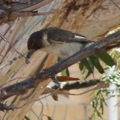 Cracticus torquatus (Grey Butcherbird) at Fawkner, VIC - 1 Mar 2007 by WendyEM