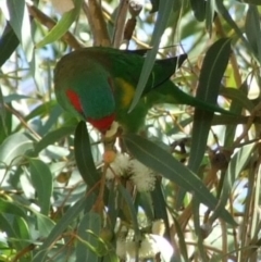 Glossopsitta concinna (Musk Lorikeet) at Fawkner, VIC - 1 Mar 2007 by WendyEM