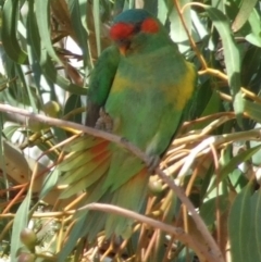 Glossopsitta concinna at Fawkner, VIC - 1 Mar 2007