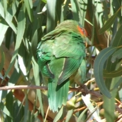 Glossopsitta concinna at Fawkner, VIC - 1 Mar 2007