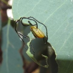 Oxyops sp. (genus) (Oxyops weevil) at Lions Youth Haven - Westwood Farm - 8 Mar 2024 by HelenCross