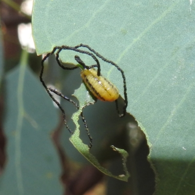 Oxyops sp. (genus) (Oxyops weevil) at Lions Youth Haven - Westwood Farm - 8 Mar 2024 by HelenCross