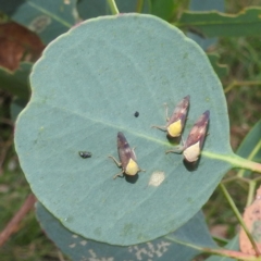 Brunotartessus fulvus (Yellow-headed Leafhopper) at Lions Youth Haven - Westwood Farm A.C.T. - 8 Mar 2024 by HelenCross