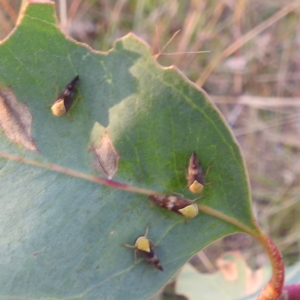 Brunotartessus fulvus at Lions Youth Haven - Westwood Farm A.C.T. - 8 Mar 2024