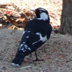 Grallina cyanoleuca (Magpie-lark) at Fawkner, VIC - 1 Mar 2007 by WendyEM