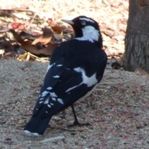 Grallina cyanoleuca at Fawkner, VIC - 1 Mar 2007