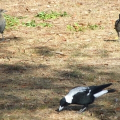 Gymnorhina tibicen (Australian Magpie) at Fawkner, VIC - 1 Mar 2007 by WendyEM