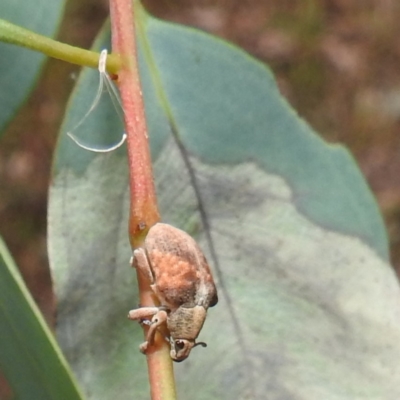 Gonipterus scutellatus (Eucalyptus snout beetle, gum tree weevil) at Lions Youth Haven - Westwood Farm - 8 Mar 2024 by HelenCross