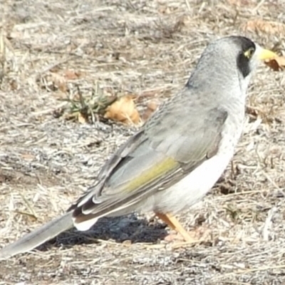 Manorina melanocephala (Noisy Miner) at Fawkner, VIC - 1 Mar 2007 by WendyEM