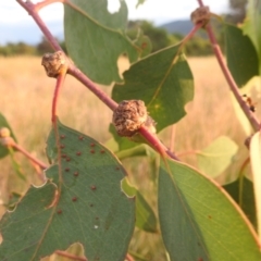 Unidentified Eucalyptus Gall at Lions Youth Haven - Westwood Farm - 8 Mar 2024 by HelenCross