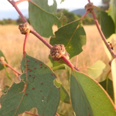 Unidentified Eucalyptus Gall at Lions Youth Haven - Westwood Farm - 8 Mar 2024 by HelenCross