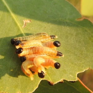 Pseudoperga sp. (genus) at Lions Youth Haven - Westwood Farm A.C.T. - 8 Mar 2024